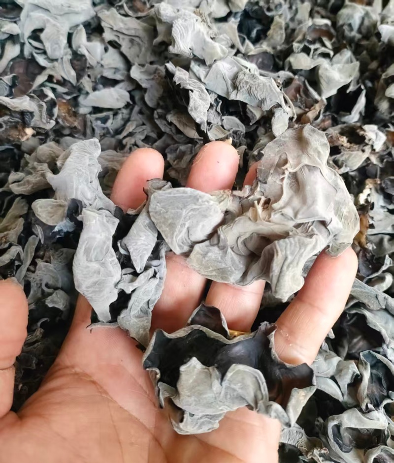 头茬椴木春耳筛选货大.中片批发
