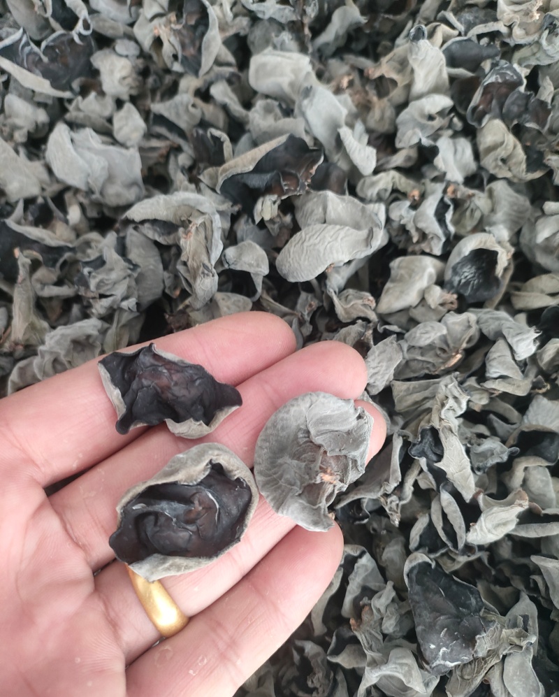 头茬椴木春耳筛选货大.中片批发