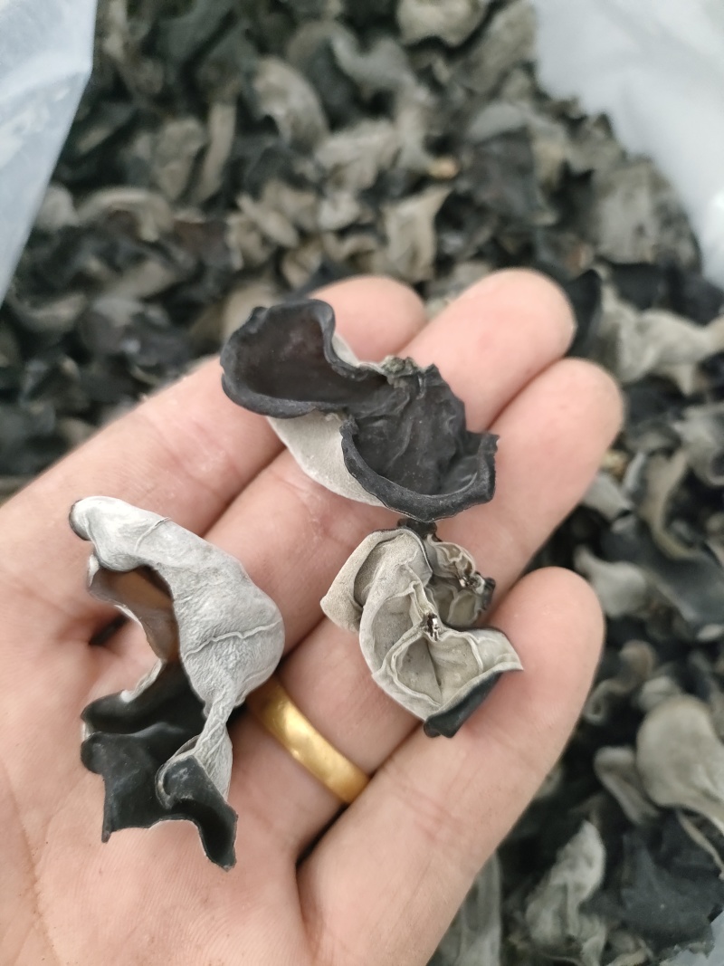 汉中西乡黑木耳筛选货头茬春耳