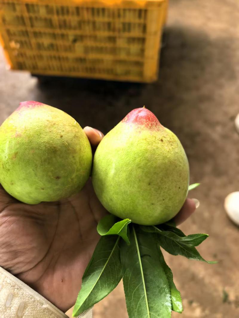 云南白心油桃黄心油桃桃子大量供应一件代发