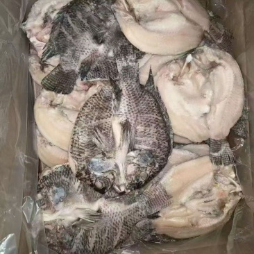 罗非鱼开背