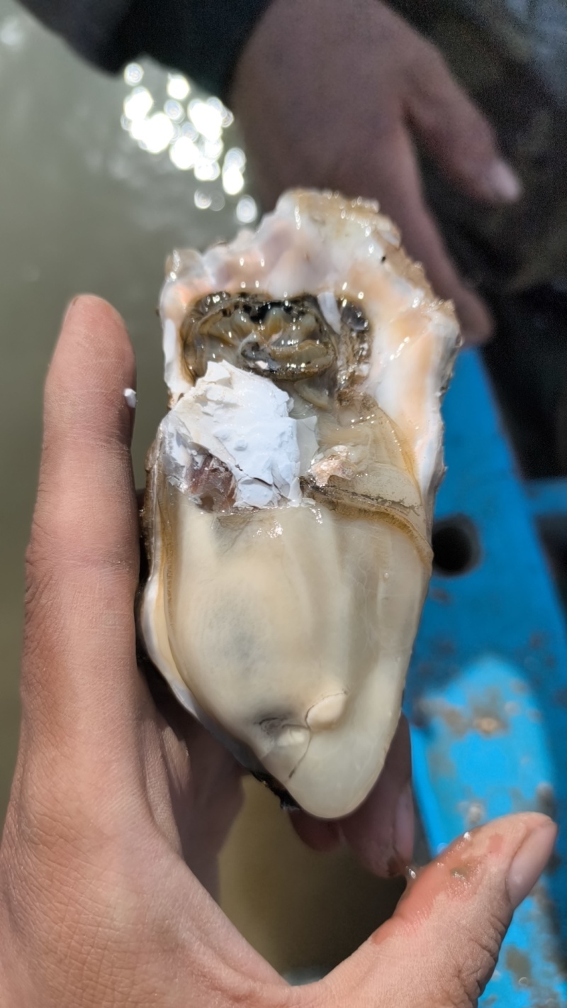 牡蛎