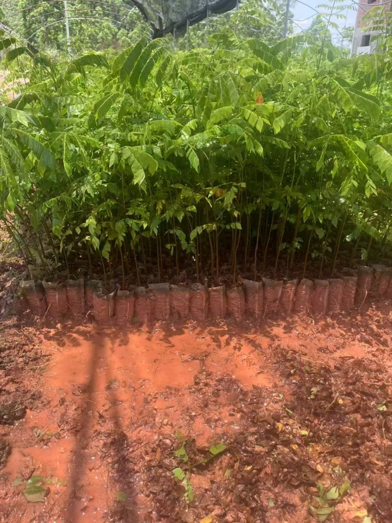猴耳环杯苗种植成活率高保质保量基地直发。