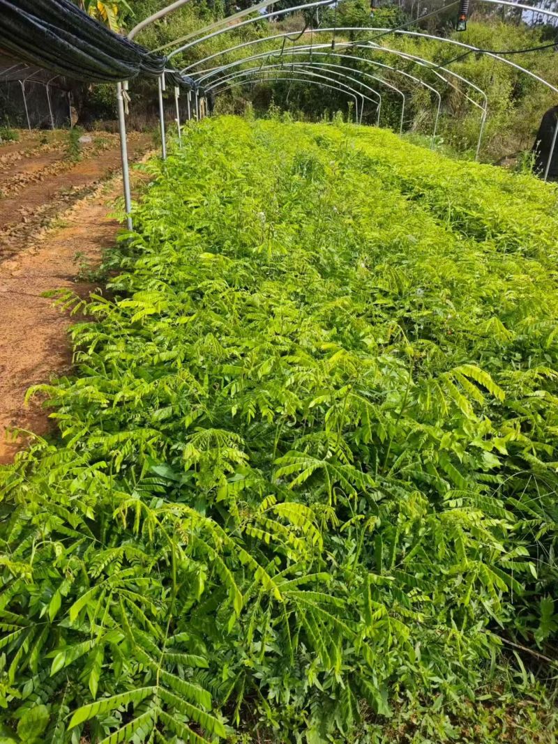 猴耳环杯苗种植成活率高保质保量基地直发。