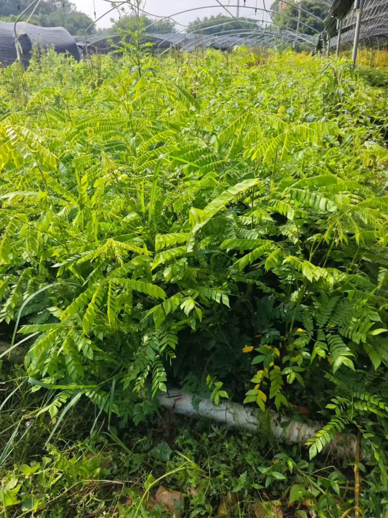 猴耳环杯苗种植成活率高保质保量基地直发。