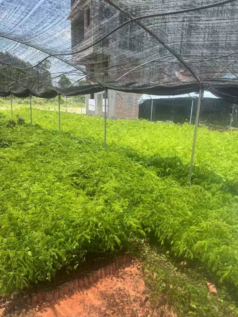 猴耳环杯苗种植成活率高保质保量基地直发。