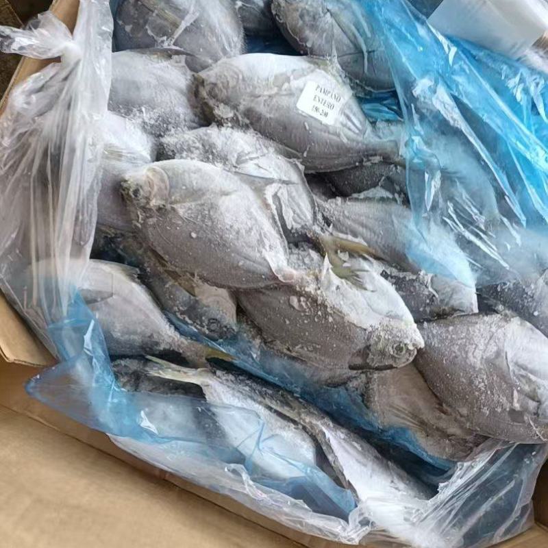 南美鲳鱼100/150，