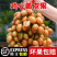 顺丰现摘新鲜速发广东鸡心黄皮果当季酸甜孕妇水果新鲜现发整