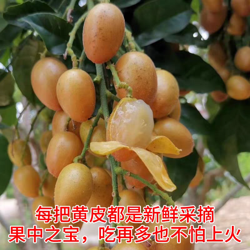 顺丰现摘新鲜速发广东鸡心黄皮果当季酸甜孕妇水果新鲜现发整