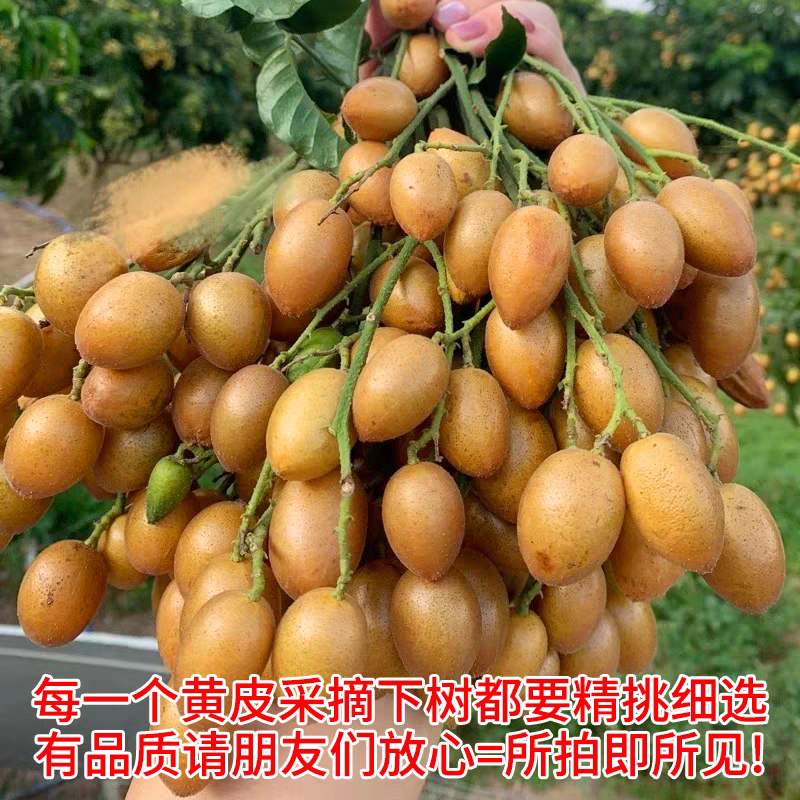 顺丰现摘新鲜速发广东鸡心黄皮果当季酸甜孕妇水果新鲜现发整
