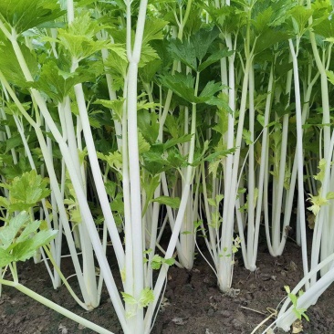 白玉白芹白色芹菜种子蔬菜籽耐热耐寒耐抽苔香味浓优质白芹菜