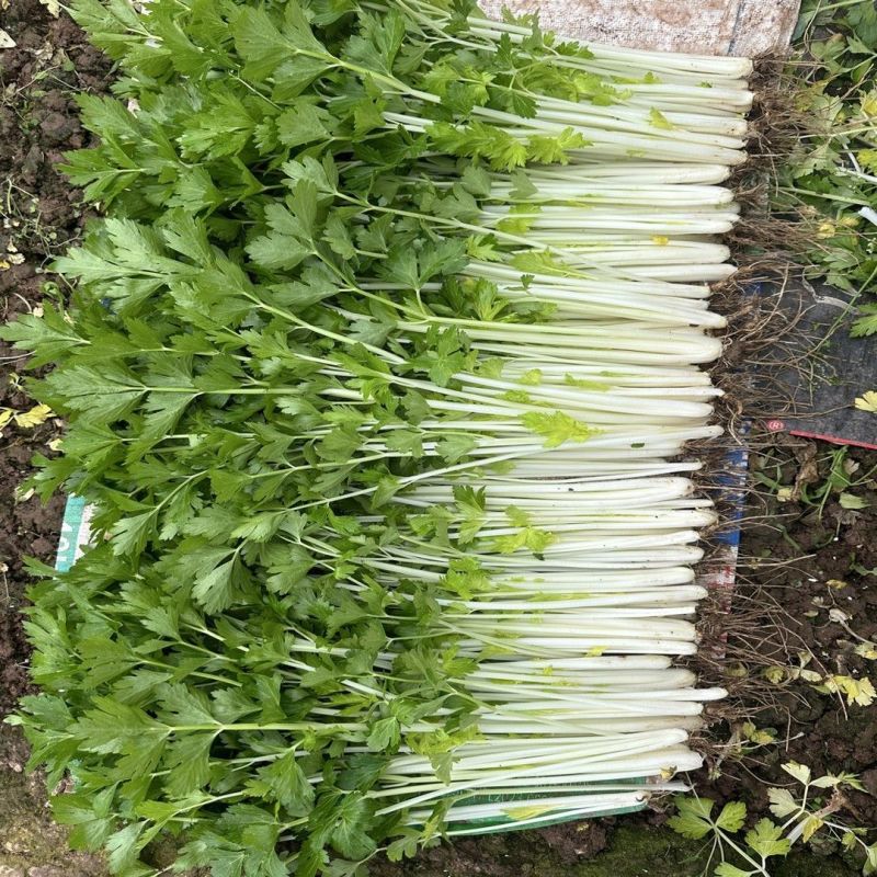 白玉白芹白色芹菜种子蔬菜籽耐热耐寒耐抽苔香味浓优质白芹菜