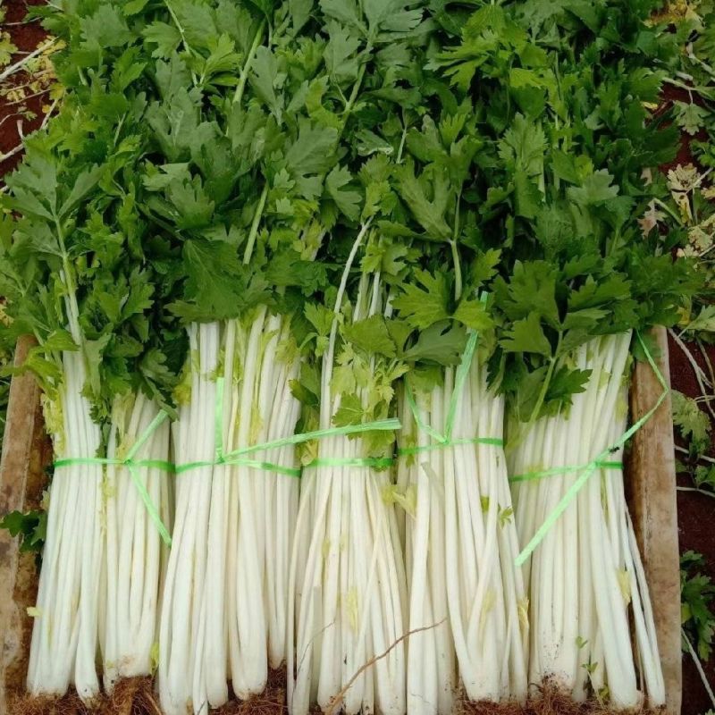 白玉白芹白色芹菜种子蔬菜籽耐热耐寒耐抽苔香味浓优质白芹菜