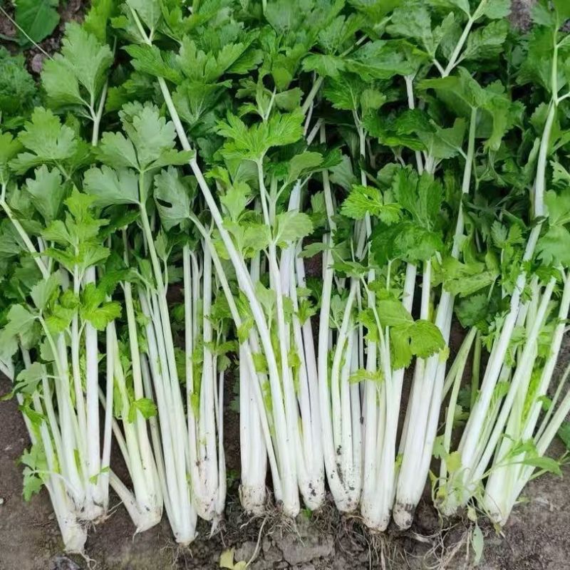 白玉白芹白色芹菜种子蔬菜籽耐热耐寒耐抽苔香味浓优质白芹菜
