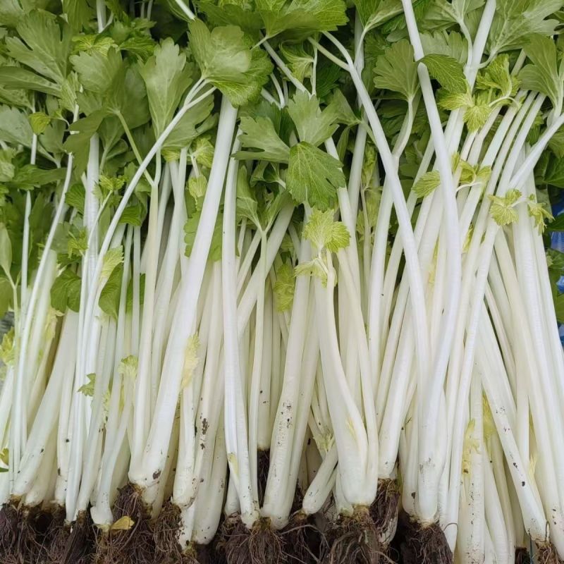 白玉白芹白色芹菜种子蔬菜籽耐热耐寒耐抽苔香味浓优质白芹菜