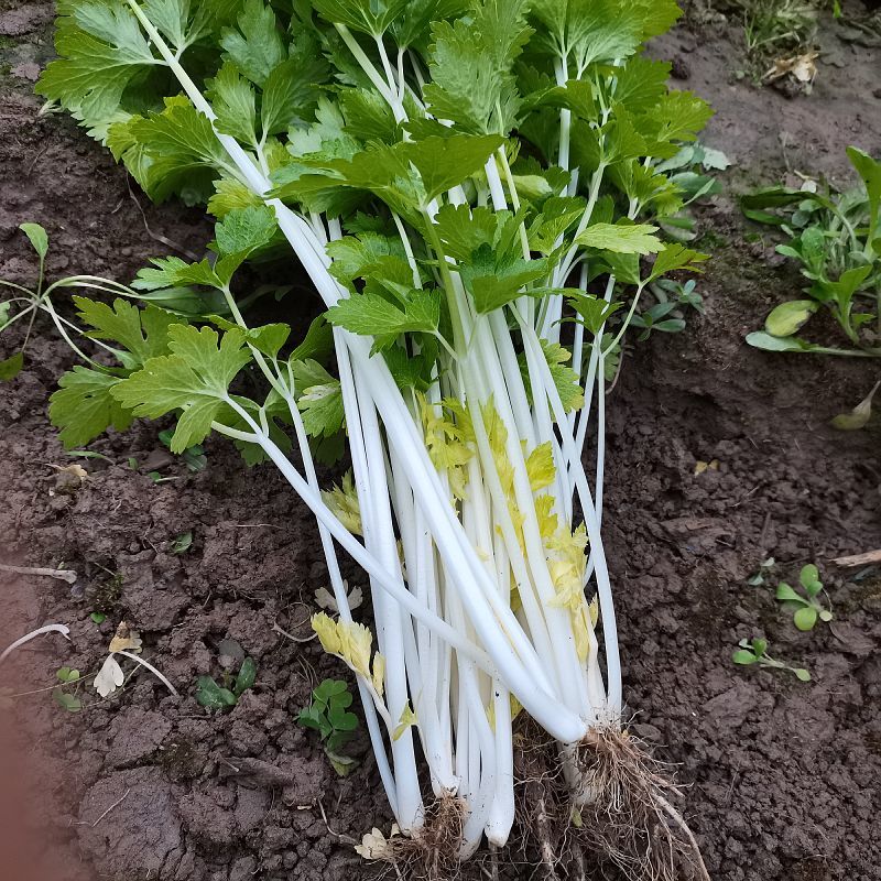 白玉白芹白色芹菜种子蔬菜籽耐热耐寒耐抽苔香味浓优质白芹菜