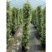 风车茉莉风车茉莉小苗大小规格都有20厘米一1.8米