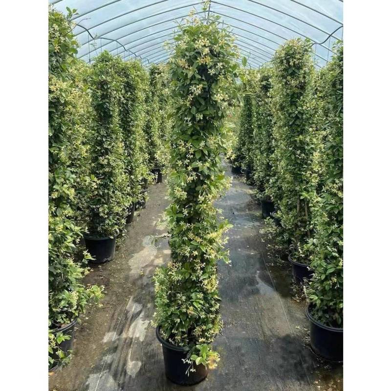 风车茉莉风车茉莉小苗大小规格都有20厘米一1.8米