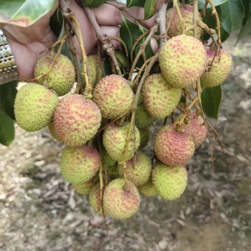 广西荔枝妃子笑大量上市中，支持全网平台一件代发顺丰包邮