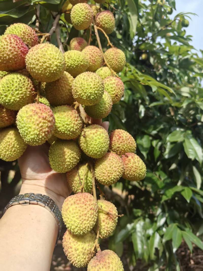 广西荔枝妃子笑大量上市中，支持全网平台一件代发顺丰包邮
