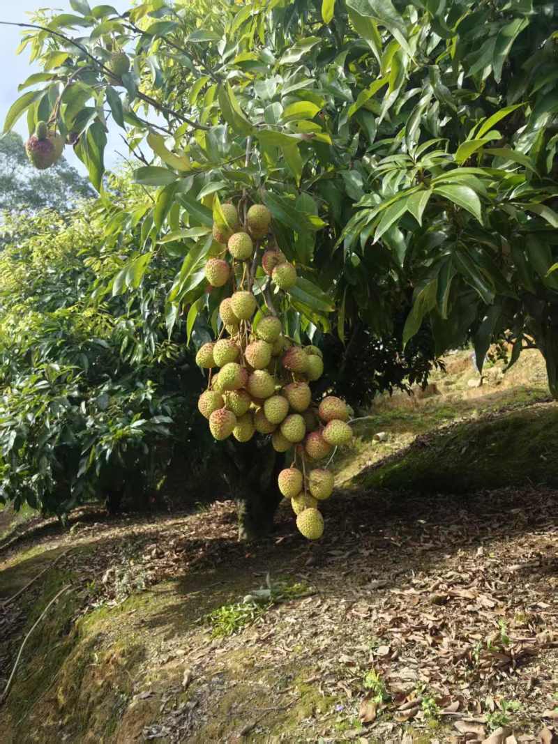 广西荔枝妃子笑大量上市中，支持全网平台一件代发顺丰包邮