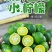 海南小青桔批发全国发货