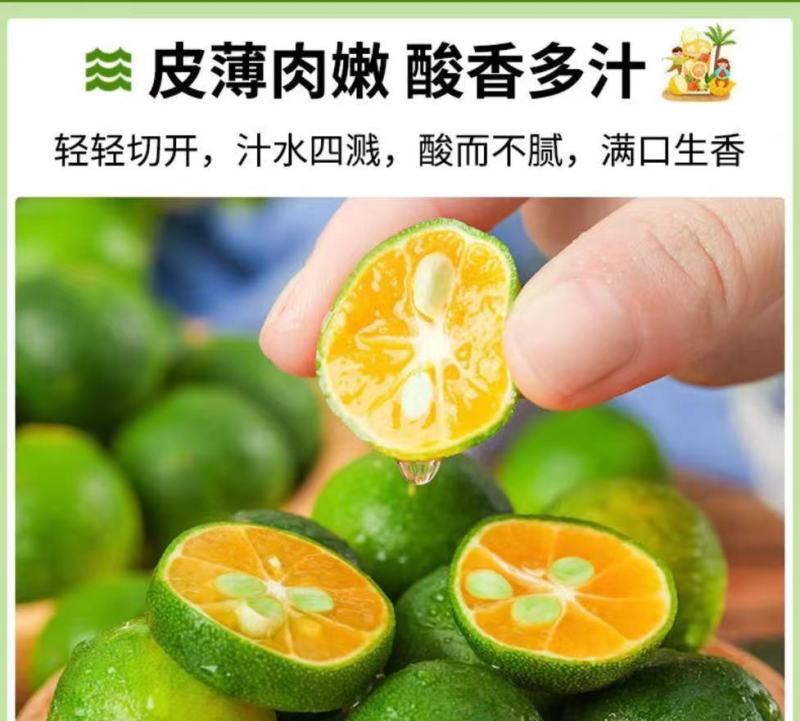 海南小青桔批发全国发货
