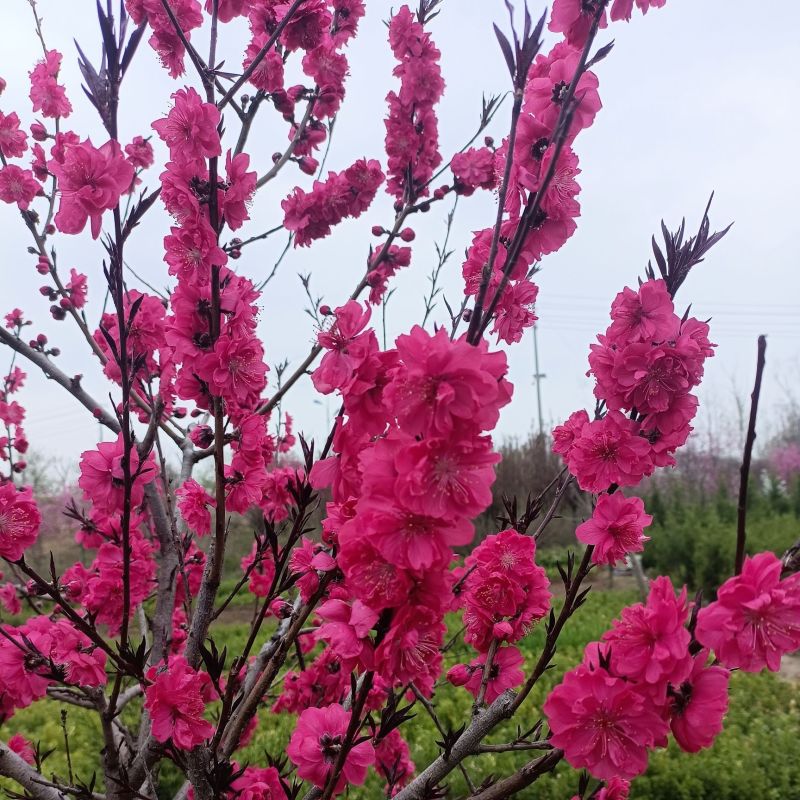绿化桃花苗，大小规格都有