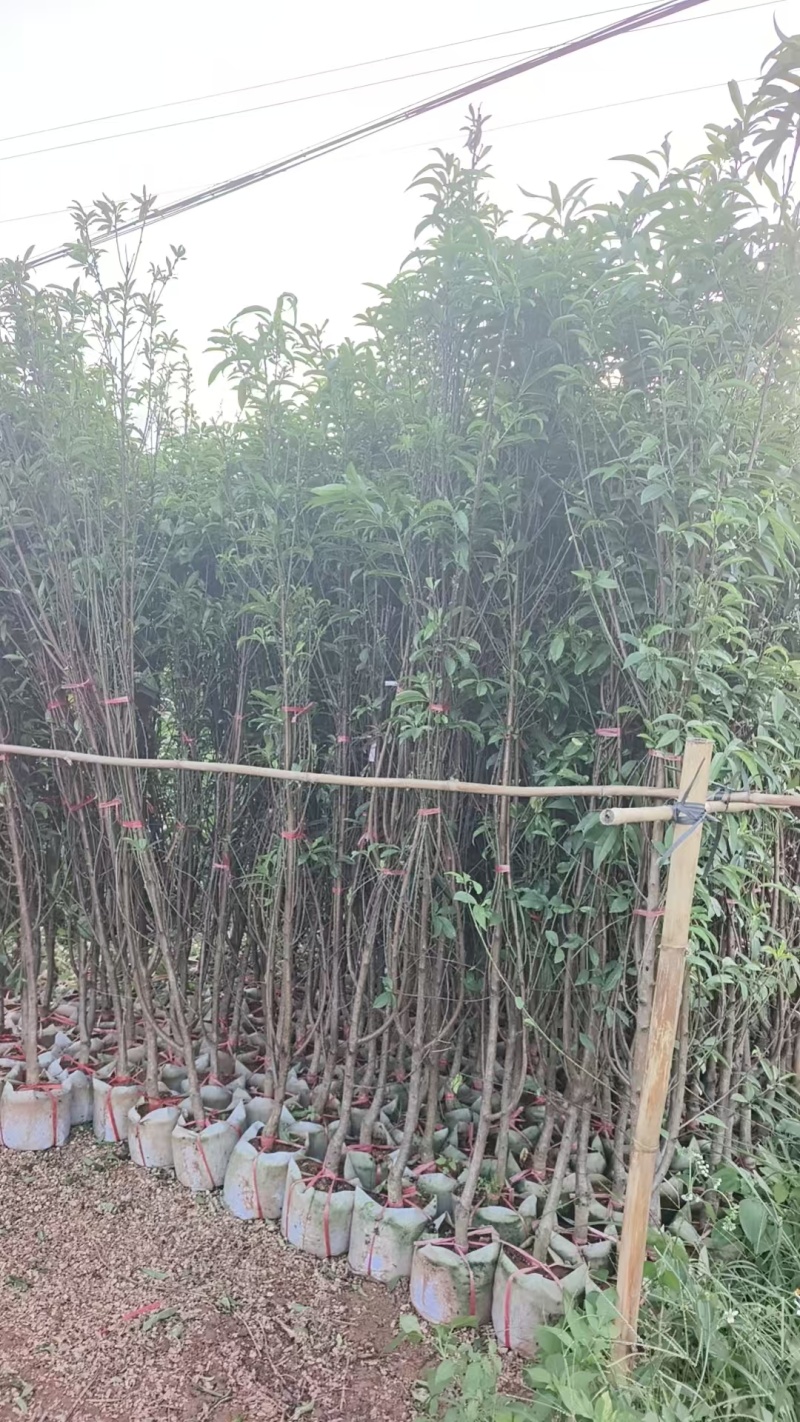 绿化桃花苗，大小规格都有