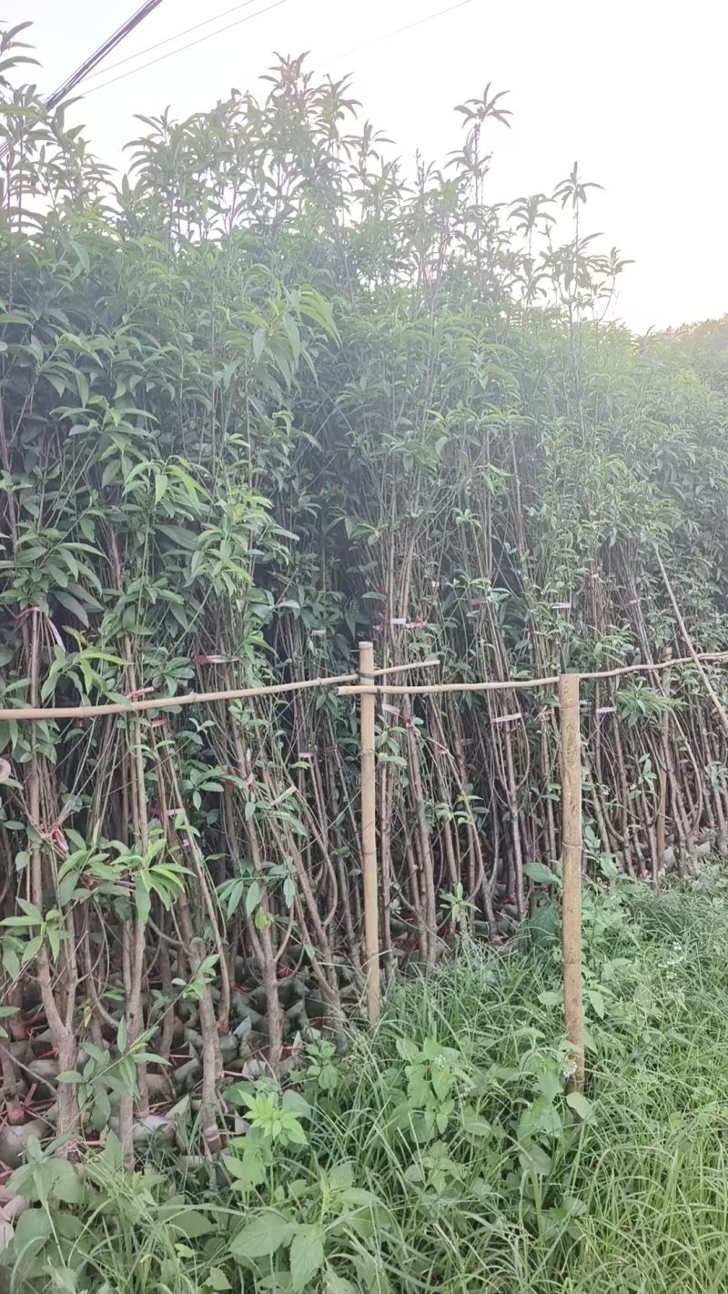 绿化桃花苗，大小规格都有