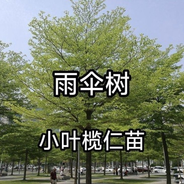 绿化树苗，小叶榄仁，大小规格都有