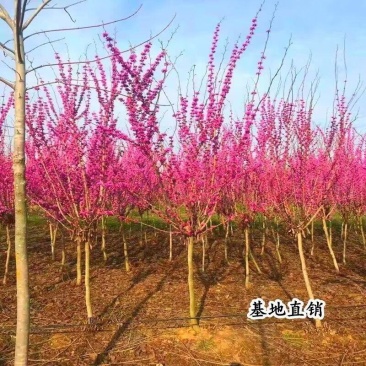 紫荆花，大小规格都有