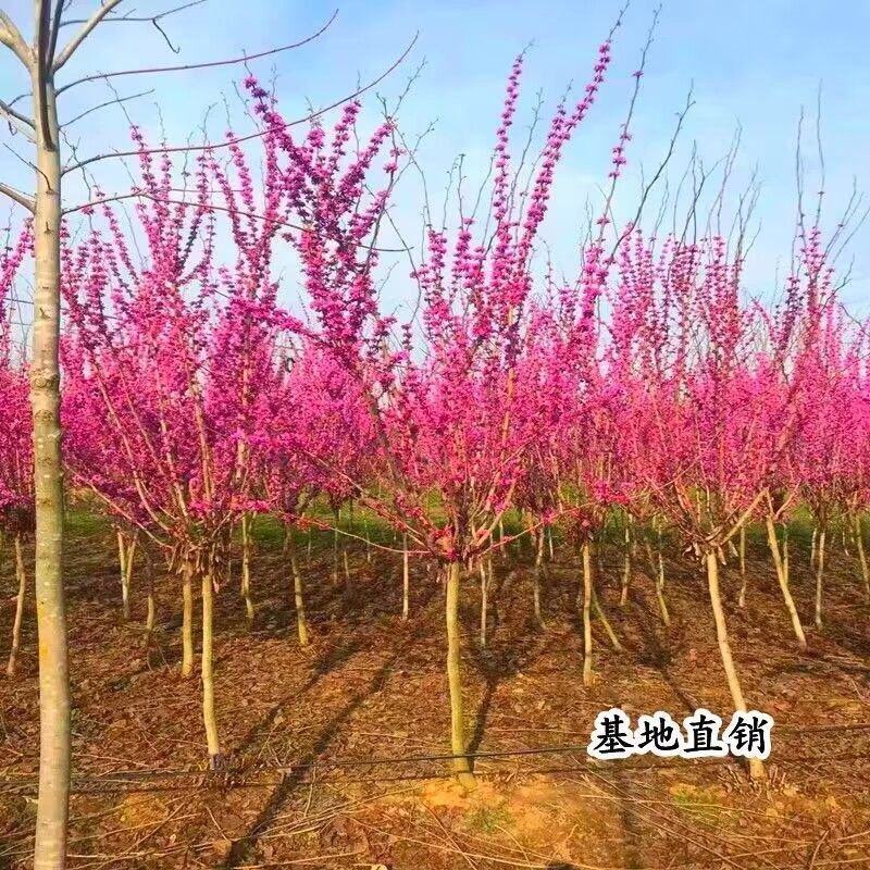 紫荆花，大小规格都有