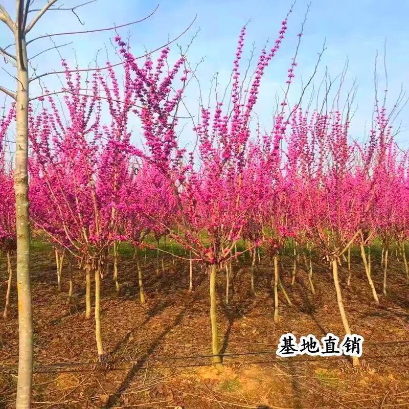 紫荆花，大小规格都有