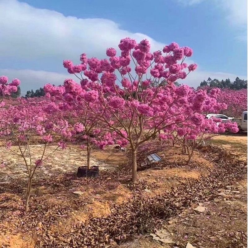 绿化苗，风铃木，大小规格都有