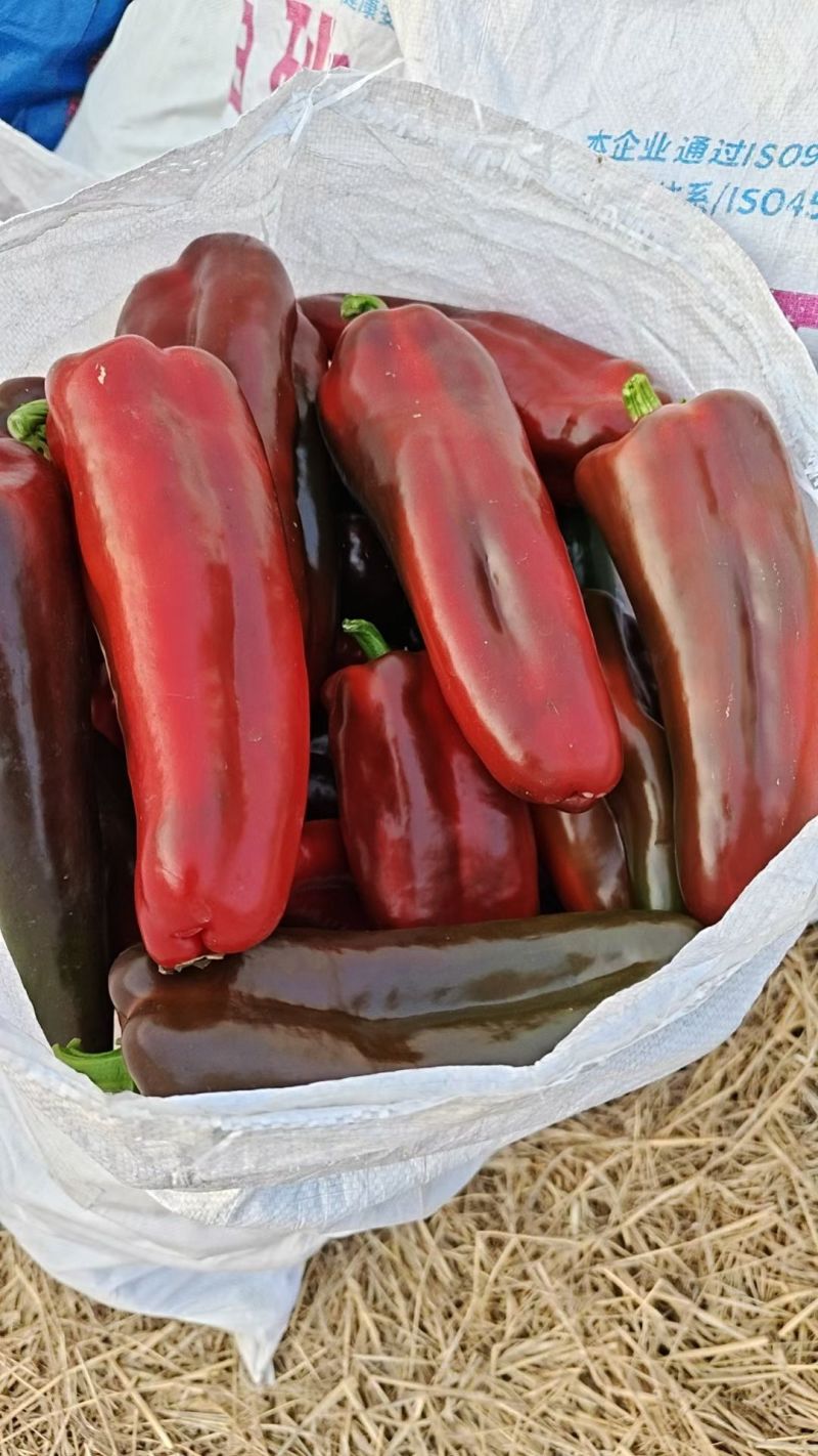 精品红泡椒，基地直供