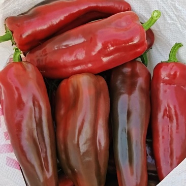 精品红泡椒，基地直供