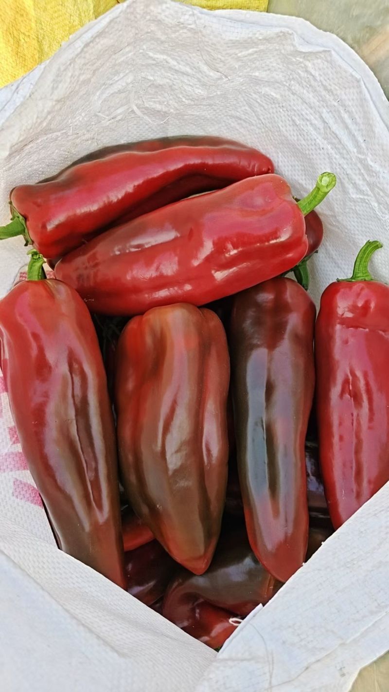 精品红泡椒，基地直供