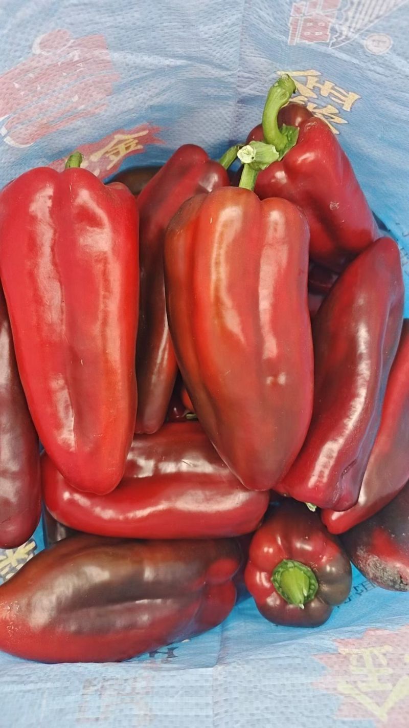精品红泡椒，基地直供