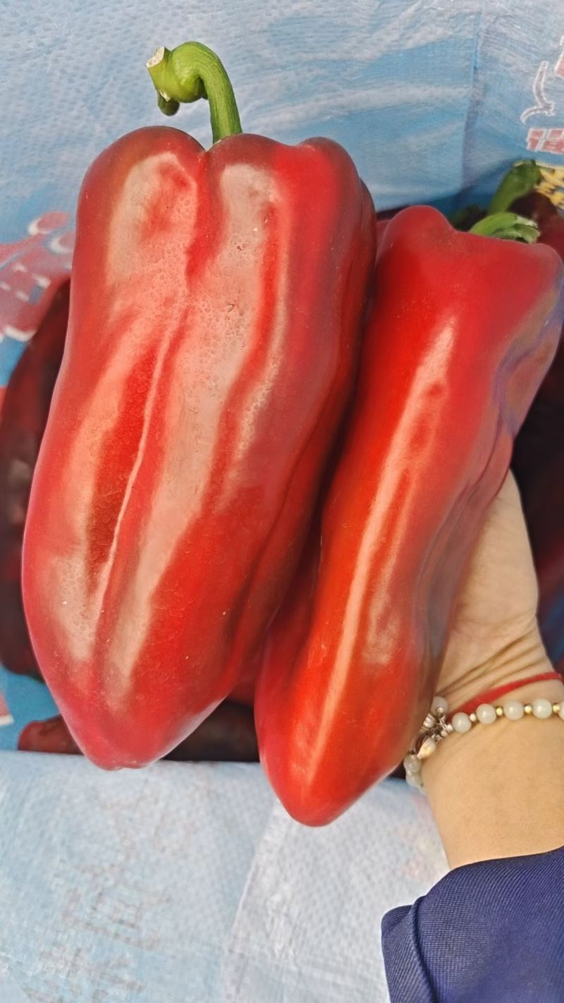 精品红泡椒，基地直供