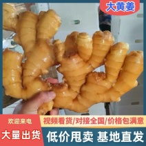 河南【大黄姜老姜】产地批发/随到随装/产地代发全国
