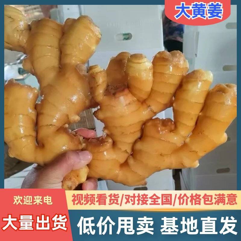 河南【大黄姜老姜】产地批发/随到随装/产地代发全国