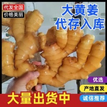 广西【大黄姜老姜】产地批发/随到随装/产地代发全国
