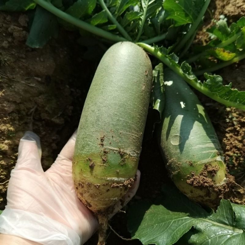 夏秋青玉水果型青萝卜种子夏秋耐热抗病薄皮微辣不糠萝卜