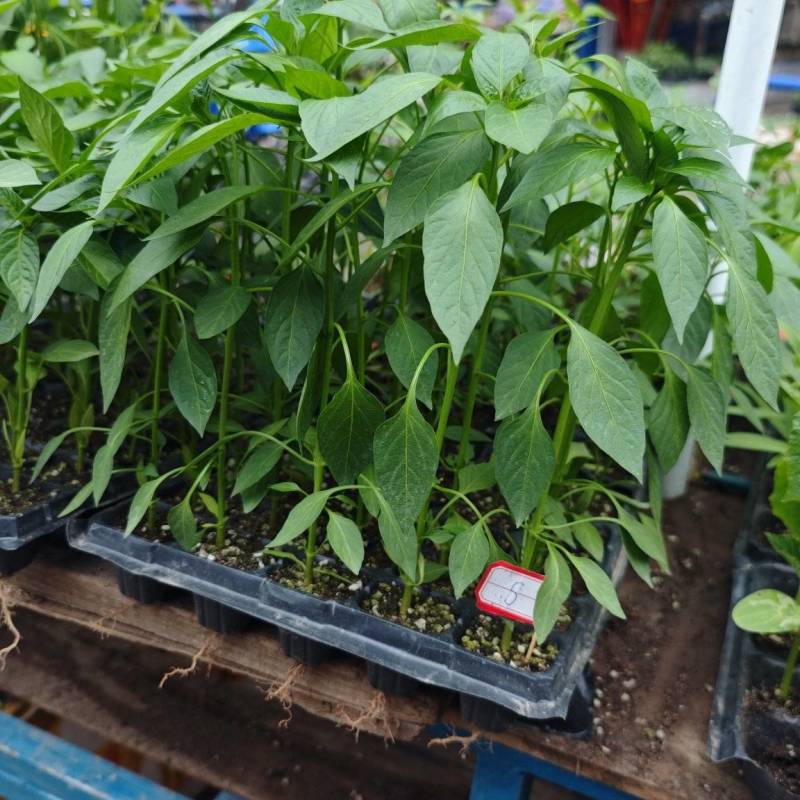 各种蔬菜苗出售