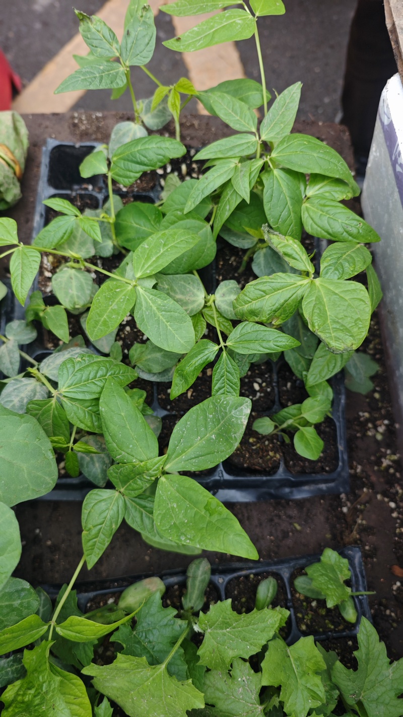 各种蔬菜苗出售