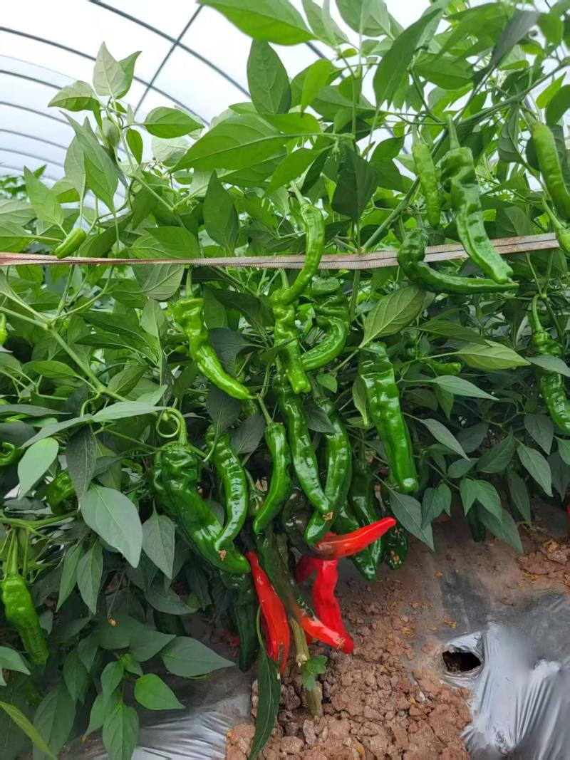 川椒香柔脆薄皮小羊角种子品种种子早熟辣味适中大田种植品种