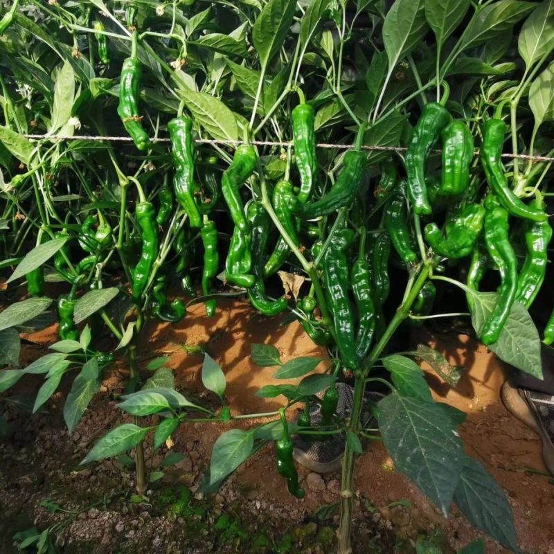 川椒香柔脆薄皮小羊角种子品种种子早熟辣味适中大田种植品种