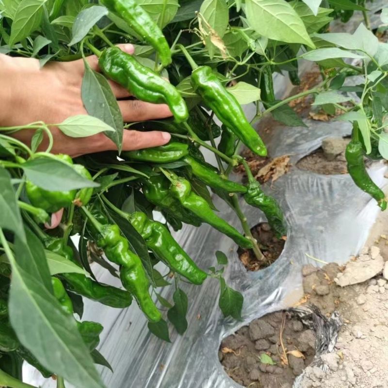 川椒香柔脆薄皮小羊角种子品种种子早熟辣味适中大田种植品种