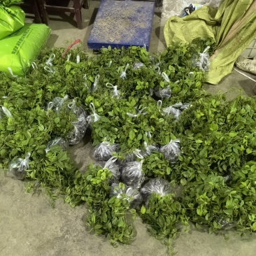 三叶青果苗（块茎苗）